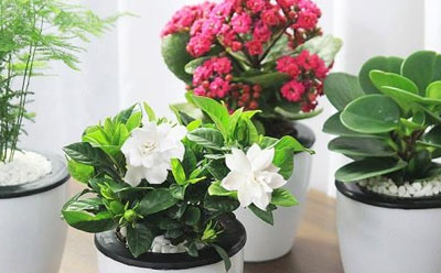 室内花卉养护的9大原则